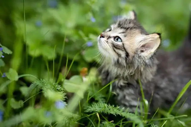 Ile trwa odrobaczanie kota i co musisz wiedzieć o tym procesie