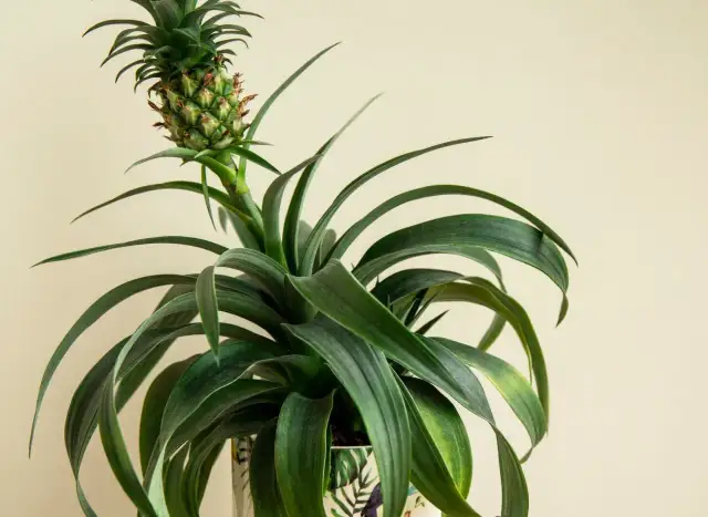 Jak posadzić ananasa w domu i uniknąć najczęstszych błędów