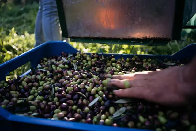 Czy oliwka to owoc? Odkryj prawdę o klasyfikacji oliwek