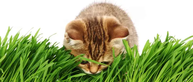 Czy koty mogą jeść kocimiętkę? Bezpieczeństwo, korzyści i potencjalne zagrożenia