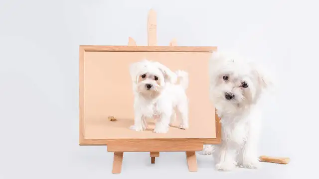 Ile zarabia fotograf zwierzęcy? Odkryj prawdę o zarobkach w tym zawodzie