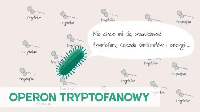 Co to jest transkrypcja w biologii? Klucz do zrozumienia genów