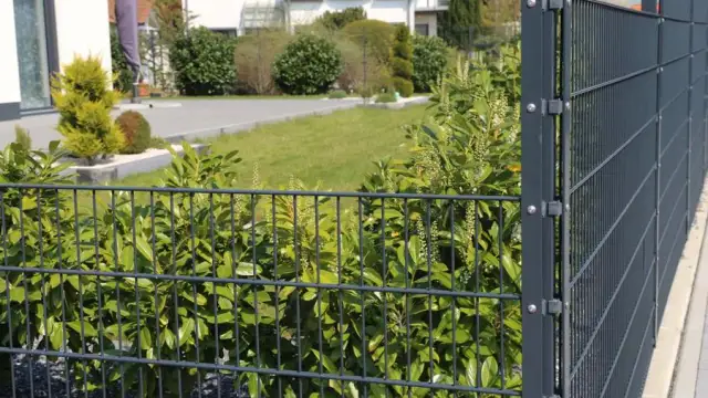 Jak obsadzić płot z siatki, by zyskać prywatność i urok?