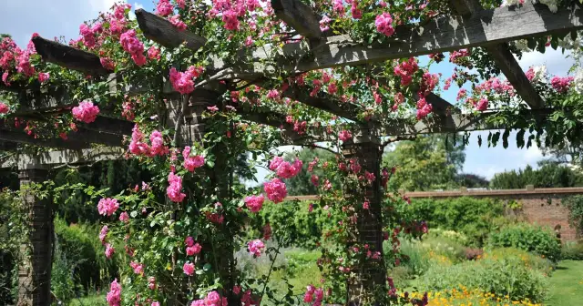 Co na pergolę w ogrodzie: najlepsze rośliny, które zachwycą każdego