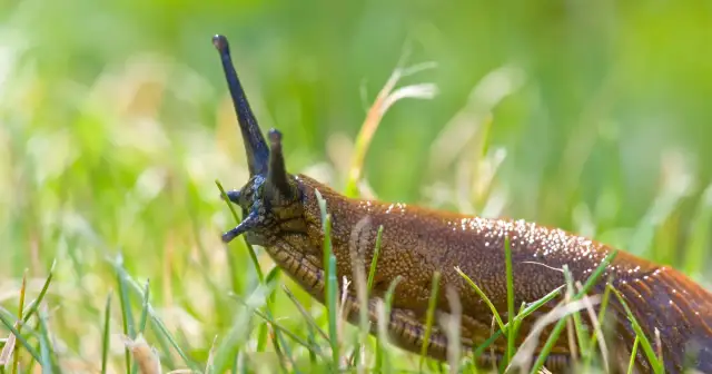 Czy ślimaki czują ból? Odkryj, co naprawdę mówi nauka