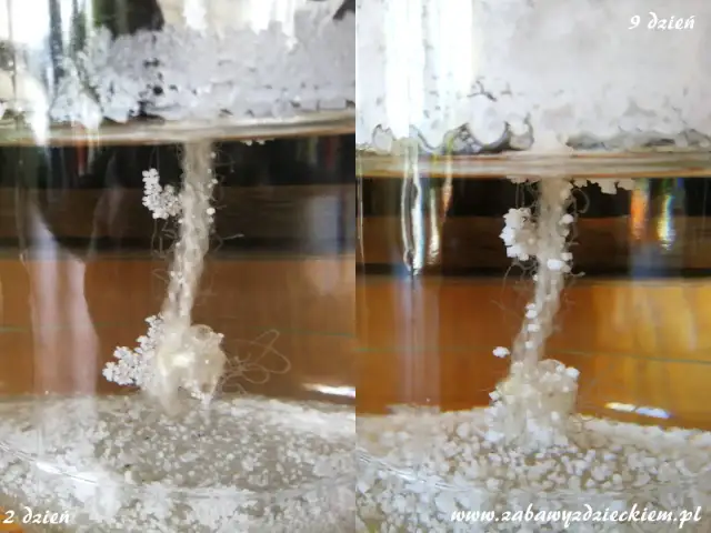 Hodowla kryształów soli: Prosta instrukcja krok po kroku w domu