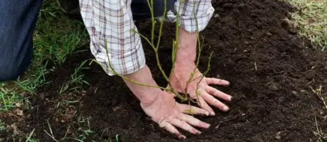 Jakie odstępy sadzić borówkę amerykańską, aby uniknąć problemów?