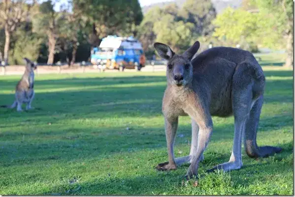 Czy w Australii jest bezpiecznie? Odkryj niebezpieczeństwa i zagrożenia