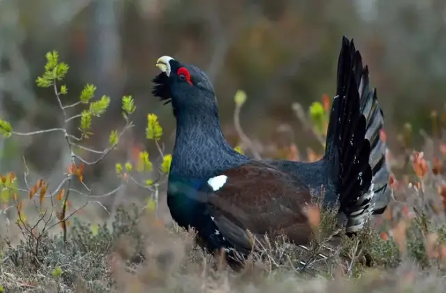 Jak ptaki słyszą? Odkryj tajemnice ich ukrytych uszu i supermocy