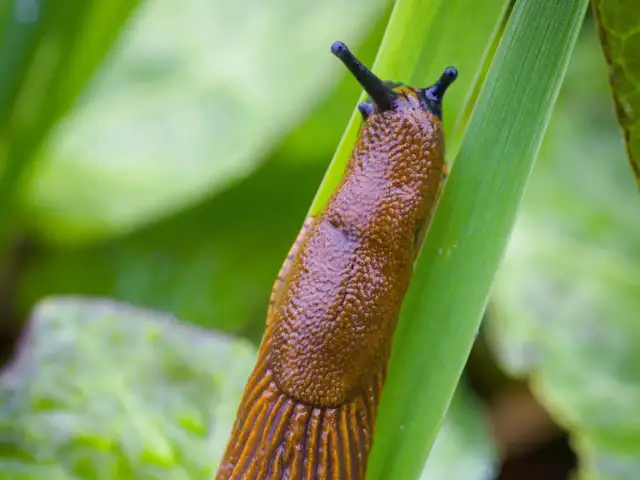 Ślimaki w tunelu foliowym? Poznaj sprawdzone sposoby na zdrowe plony