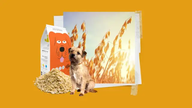 Czy pies może jeść zboże? Odkryj, co musisz wiedzieć o diecie psa