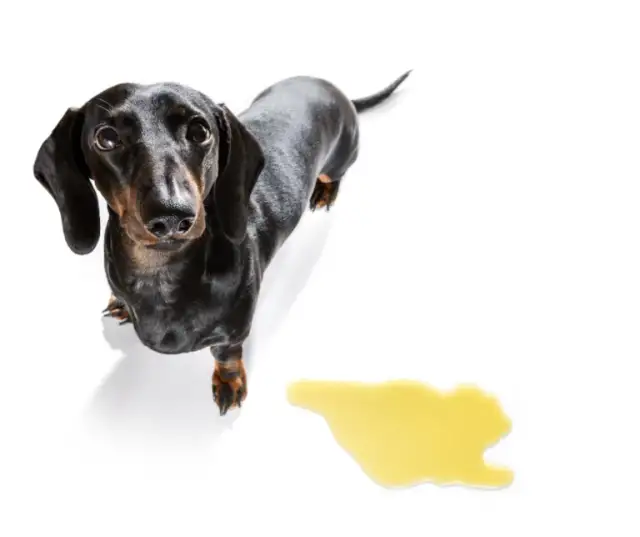 Ile pyralginy dla psa 10 kg? Bezpieczne dawkowanie i skutki uboczne