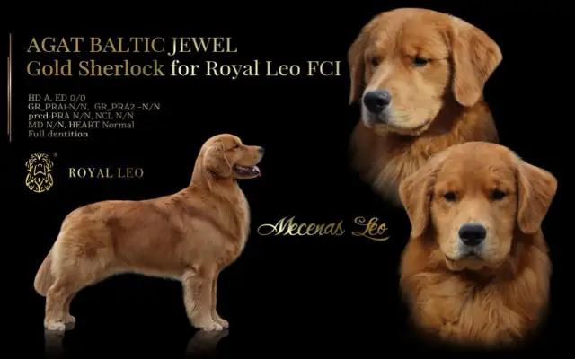 Gdzie można kupić Golden Retrievera? Najlepsze hodowle w Polsce