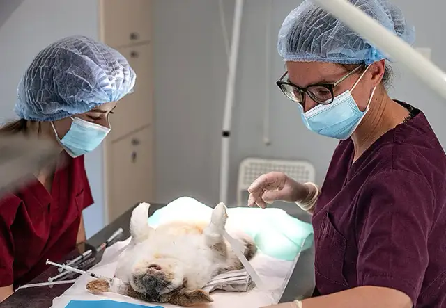 Czy weterynarz jest otwarty w niedziele? Sprawdź dostępność usług