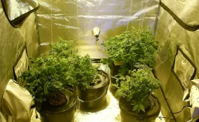 Jak zbudować boxa do hodowli marihuany - uniknij najczęstszych błędów