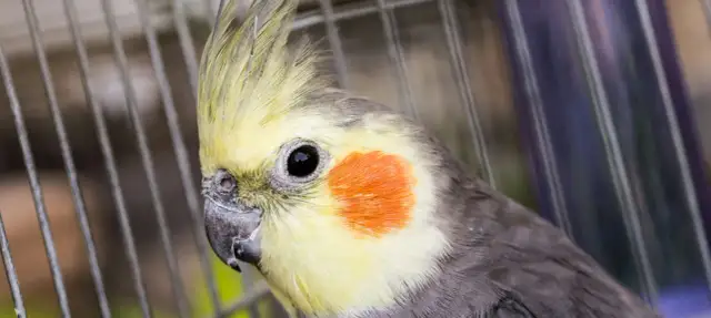 Nimfa syczy i rozkłada skrzydła: Czy to strach? Jak pomóc?