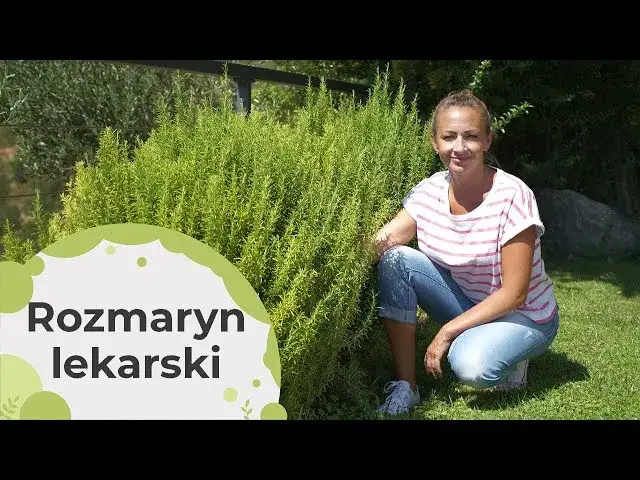 Czy rozmaryn zimuje w gruncie? Co musisz zrobić, aby go uchronić przed zimą