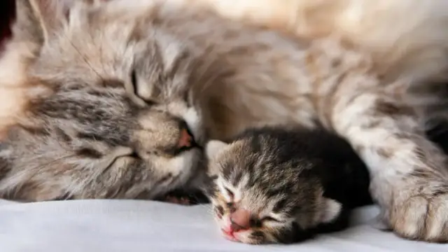 Ile trwa poród kotki? Oczekiwania i najczęstsze problemy