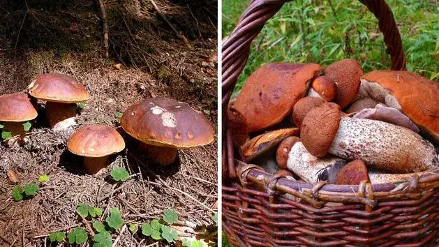 Polska na grzyby z noclegiem: Gdzie znajdziesz pełne kosze?