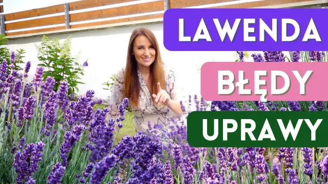 Siew lawendy do gruntu: Uniknij błędów, ciesz się zapachem!