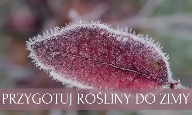 Jaki nawóz na zimę? Sprawdź, jak skutecznie przygotować rośliny