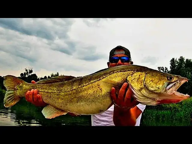 Rekord sandacza w Polsce: zaskakujące fakty o największym okazie