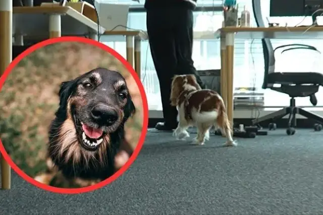 Czy do kina można z psem? Sprawdź, gdzie możesz zabrać pupila