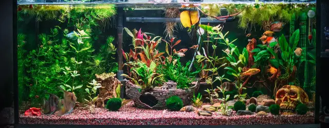 Jakie KH i GH w akwarium roślinnym zapewnią zdrowe rośliny?