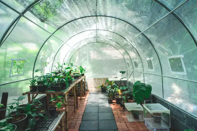 Jak wybrać folię tunelową zbrojoną, aby chronić swoje rośliny?