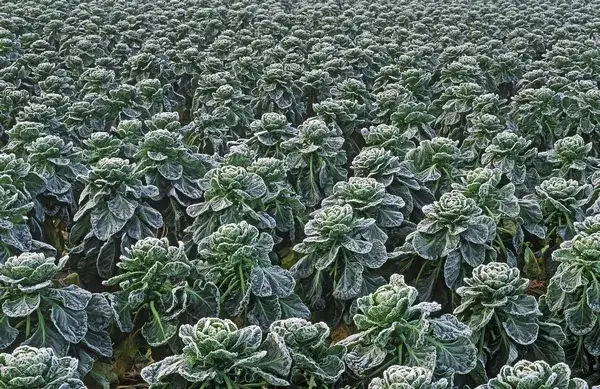 Jak kwitnie brukselka i co wpływa na jej prawidłowy wzrost