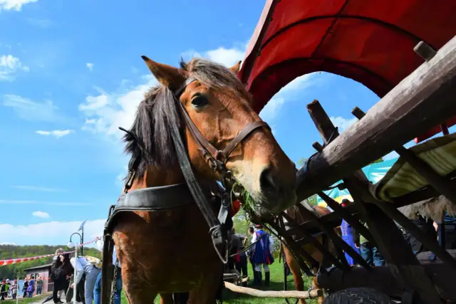 Czy można jeździć konno po mieście? Przepisy i ważne informacje