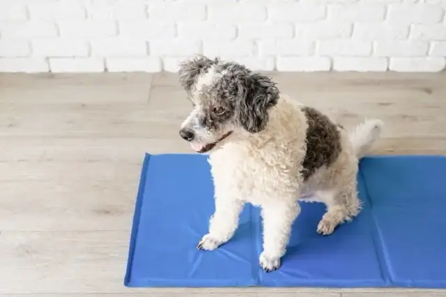 Jak wybrać idealną matę chłodzącą dla psa, aby uniknąć przegrzania?