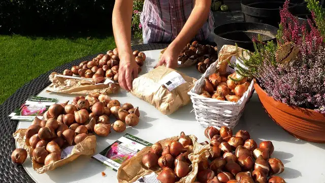 Kiedy sadzić tulipany, aby uniknąć rozczarowania na Wielkanoc?