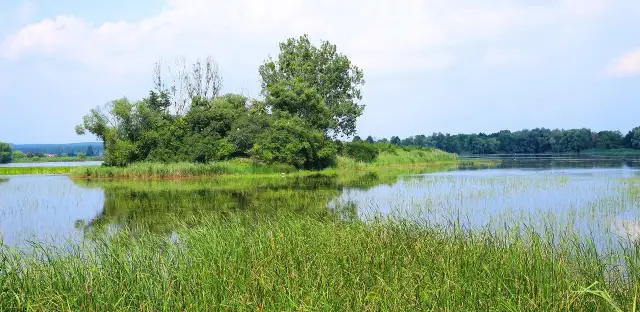 Rezerwat przyrody Stawy Milickie: Odkryj niezwykłe ptaki i atrakcje