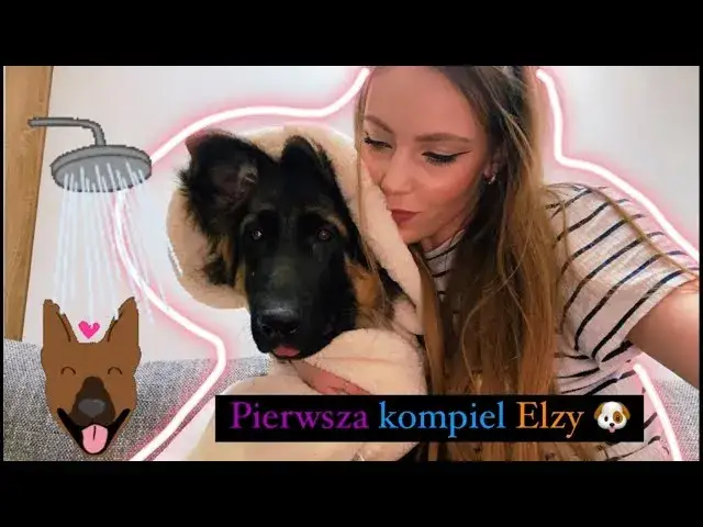 Jak wykąpać owczarka niemieckiego? Praktyczny przewodnik krok po kroku