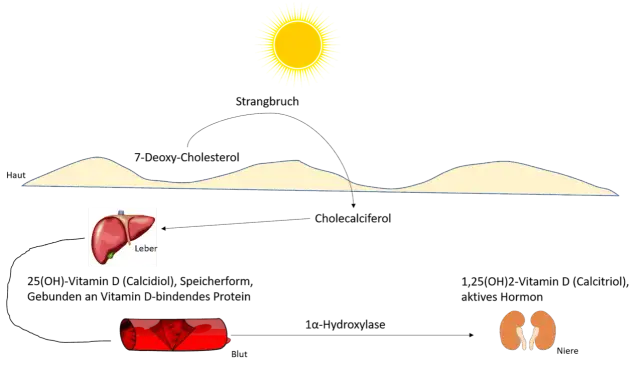 Vitamin D Mangel: Ursachen, Symptome und effektive Lösungen für Ihre Gesundheit