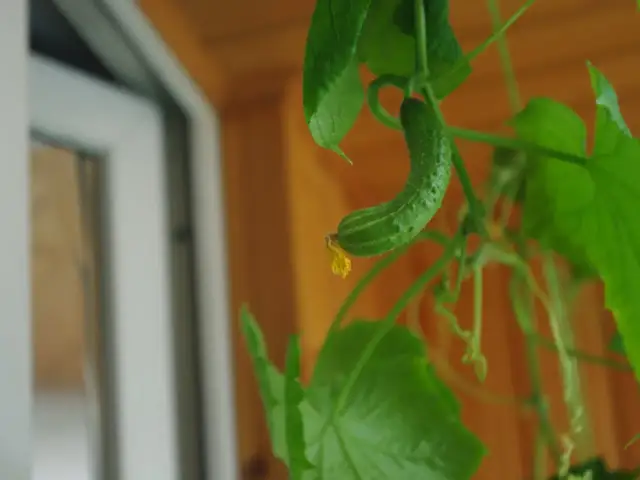 Jak uprawiać ogórki na balkonie - uniknij najczęstszych błędów