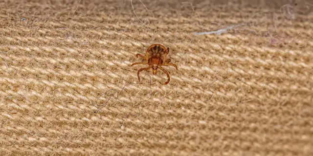 Jak wbija się kleszcz i jak uniknąć jego niebezpiecznego ugryzienia