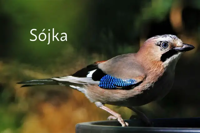 Kruk, gawron, kawka: Odróżnij je bezbłędnie! Poradnik eksperta