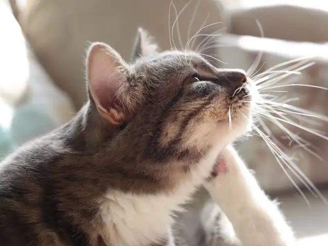 Kot drapieżnie się drapie, być może przez pchły. Widać zaczerwienienie na jego szyi.