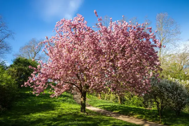 Kwiaty wiśni w pełnym rozkwicie, przypominające najlepsze odmiany wiśni. Wiosenna aleja w parku.