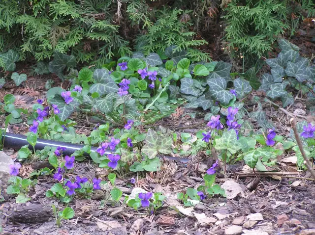 Fioletowy chwast: jak go rozpoznać i skutecznie zwalczać w ogrodzie