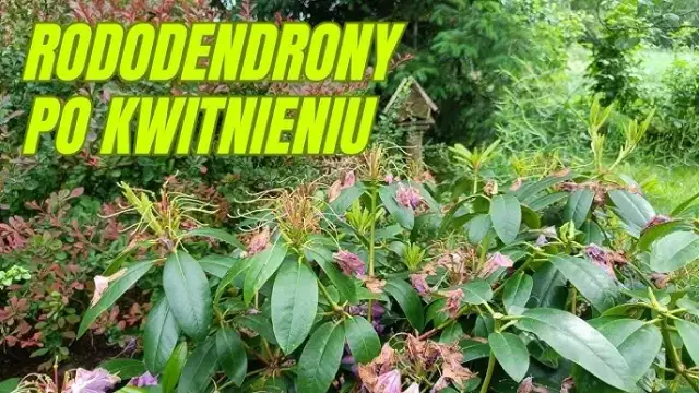 Jak przycinać rododendrony po przekwitnięciu, aby uniknąć błędów