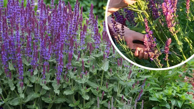 Jak przycinać szałwię, aby uniknąć błędów i cieszyć się zdrowiem rośliny