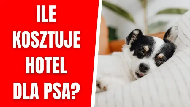 Ile kosztuje psi hotel? Ceny, które mogą Cię zaskoczyć