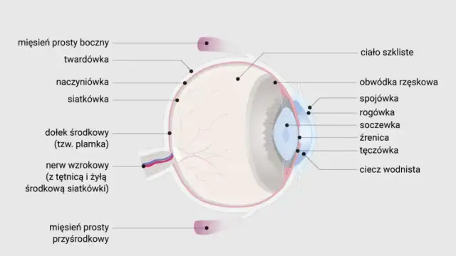 Jak wykryć jaskrę? Kluczowe badania, które mogą uratować wzrok