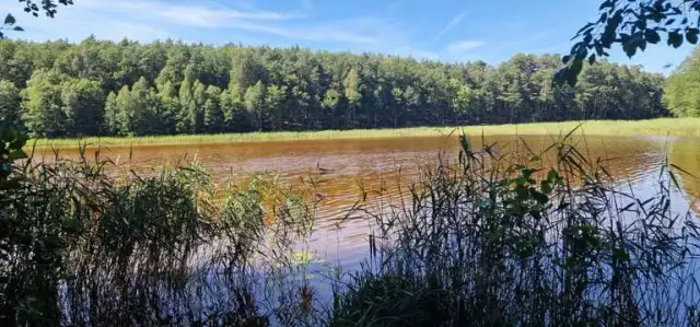 Puszcza Zielonka atrakcje – odkryj ukryte skarby regionu blisko Poznania