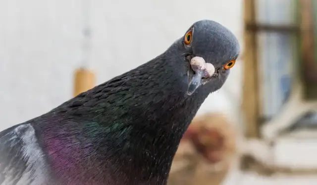 Co oznacza gołąb w domu? Odkryj jego symbolikę i znaczenie