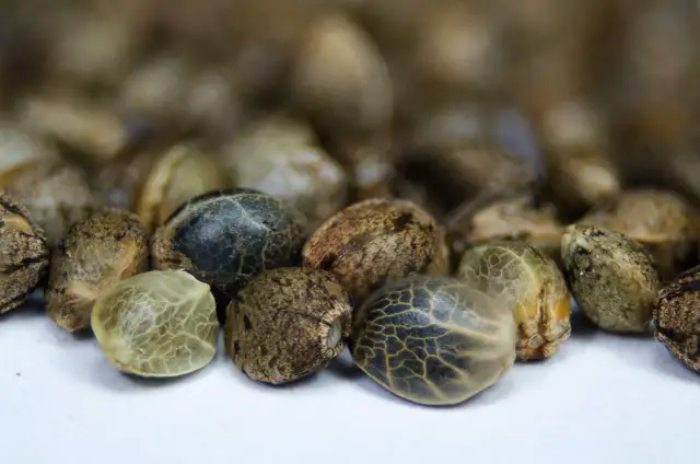 Nasiona marihuany legalnie: Kupuj bezpiecznie i dyskretnie w PL!