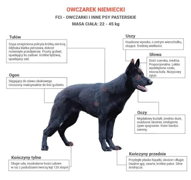 Owczarek Niemiecki: Jaka Waga Jest Prawidłowa? Sprawdź!